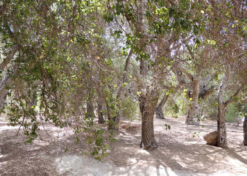 Sherwood Forest (Robin Hood Forest), Corriganville